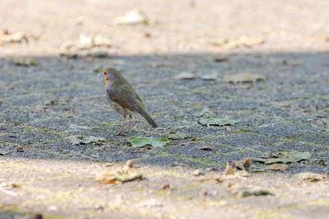 Close-up of robin bird perching on ground Stock-Fotos
