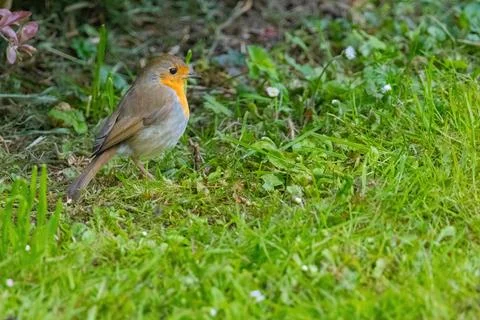 Close-up of robin bird perching on ground Stock Photos