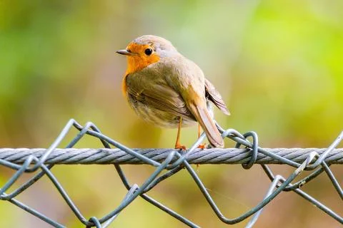 Close-up of robin bird perching on net Stock Photos