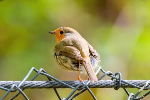 Close-up of robin bird perching on net Stock Photos