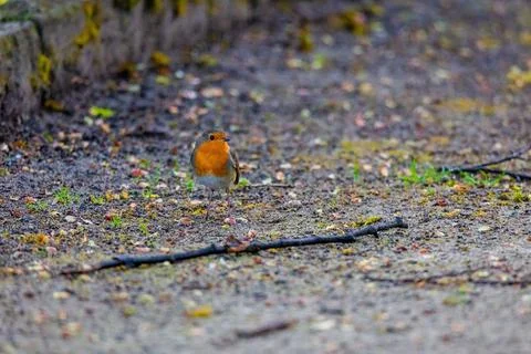 Close-up of robin bird perching on net Fotos de archivo