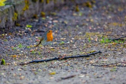 Close-up of robin bird perching on net Stock Photos