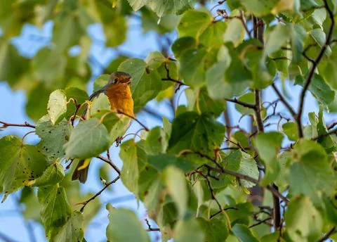 Close up of a robin bird resting on a tree and chirping in fall Stock Photos