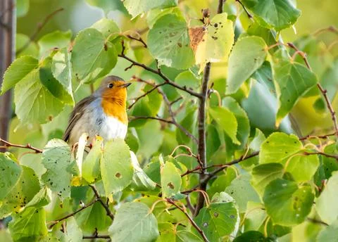 Close up of a robin bird resting on a tree and chirping in fall Stock Photos