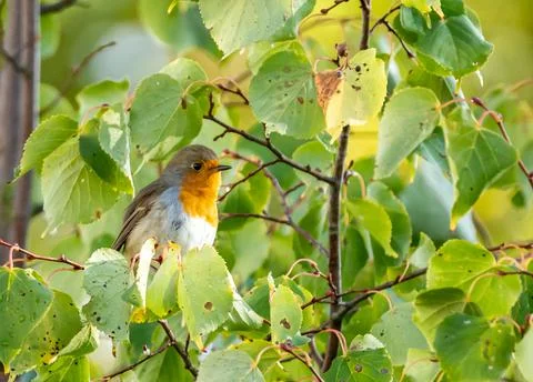 Close up of a robin bird resting on a tree and chirping in fall Stock Photos