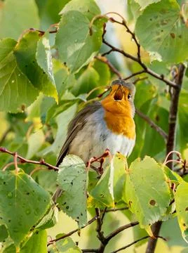 Close up of a robin bird resting on a tree and chirping in fall Stock Photos