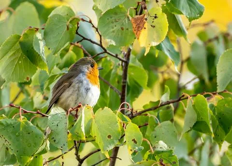 Close up of a robin bird resting on a tree and chirping in fall Stock Photos