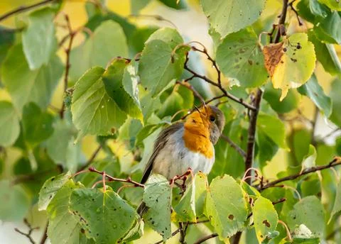 Close up of a robin bird resting on a tree and chirping in fall Stock Photos