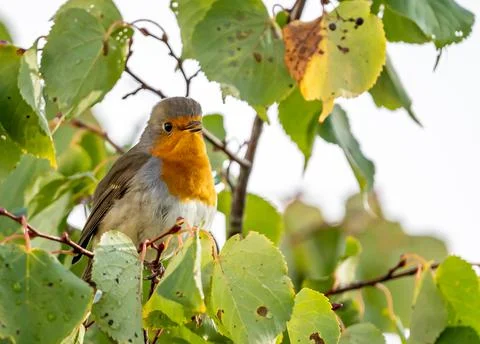 Close up of a robin bird resting on a tree and chirping in fall Stock Photos