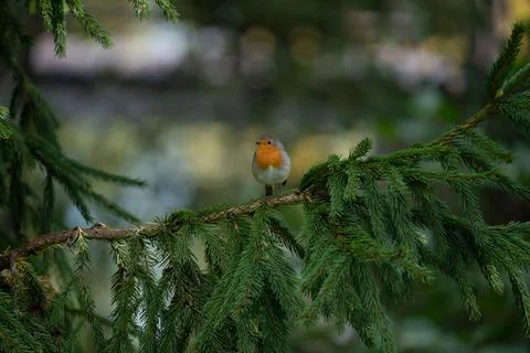 Close up of a robin bird resting on a tree and chirping in fall Stock Photos
