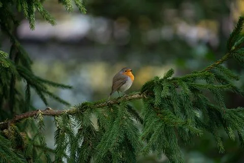 Close up of a robin bird resting on a tree and chirping in fall Stock Photos