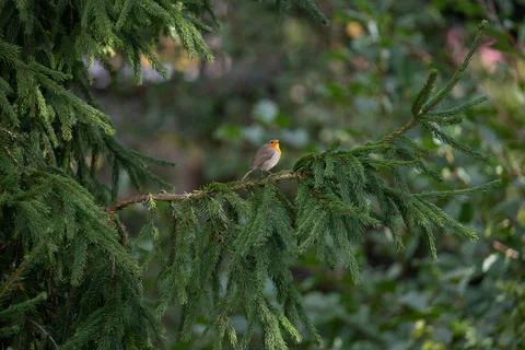 Close up of a robin bird resting on a tree and chirping in fall Stock Photos
