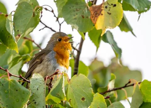 Close up of a robin bird resting on a tree and chirping in fall Stock Photos