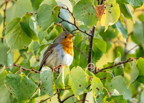 Close up of a robin bird resting on a tree and chirping in fall Stock Photos