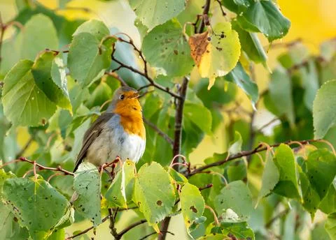 Close up of a robin bird resting on a tree and chirping in fall Stock Photos
