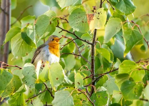 Close up of a robin bird resting on a tree and chirping in fall Stock Photos