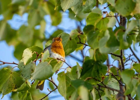 Close up of a robin bird resting on a tree and chirping in fall Foto stock