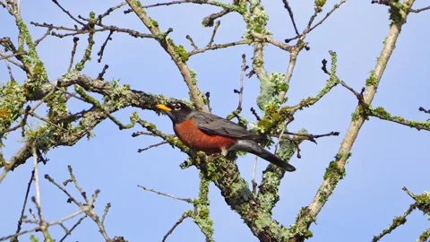 Close-Up: Robin Drinking Dewdrops - Lichen on Oak tree Stock-Footage 306895002