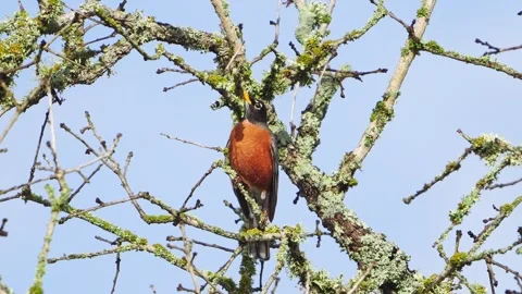Close-Up: Robin Drinking Dewdrops - Lichen on Oak tree Stock Footage 306895459