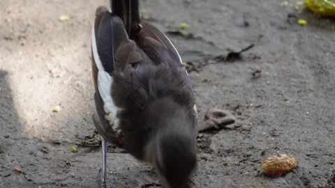 Close up of a robin on the ground Stock Footage 312779710