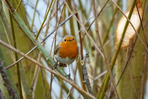Close up of a robin looking at the camera and standing on a branch Stock Photos