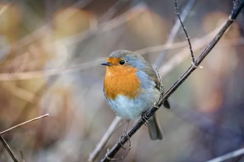 Close up of a Robin perched on a branch Stock Photos
