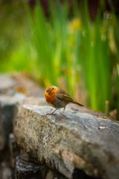 Close Up of a Robin Perched on a Stone Wall in a Park in Glasgow Scotland Stock Photos