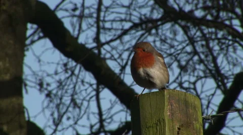 Close up of Robin red breast on post in England in winter Stock Footage