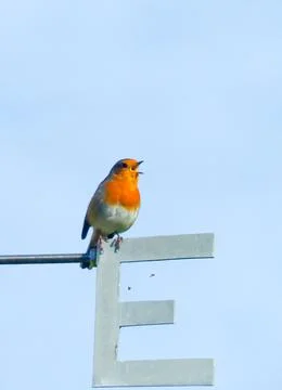 Close-up of a Robin sat on the E of a weathervane singing Stock Photos