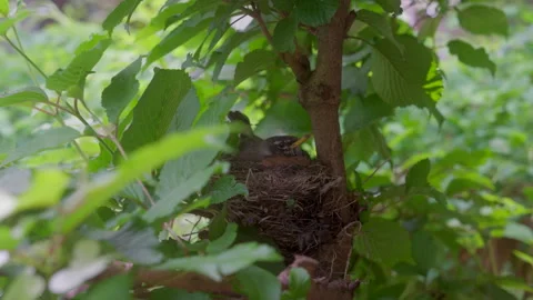 Close Up of Robin Sitting in Nest Stock Footage 242040715