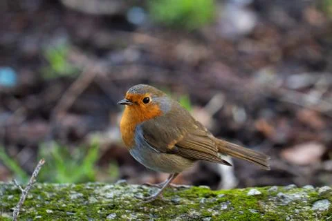 Close up of a Robin standing on concrete Stock Photos