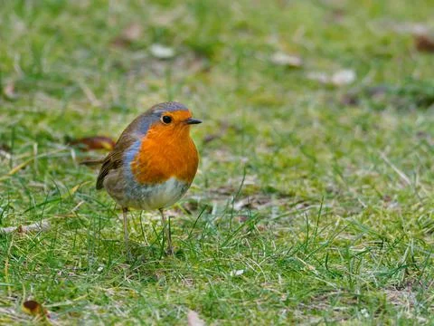 Close up of a robin standing on the ground Stock Photos