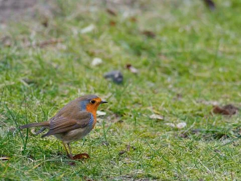 Close up of a robin standing on the ground Stock Photos