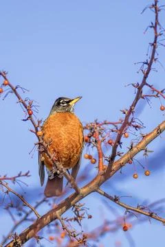 Close up of robin in tree. Stock Photos