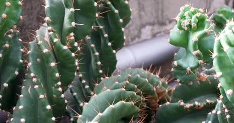 Close-Up of a Robust Dark Green Cactus Stock Footage 285236426