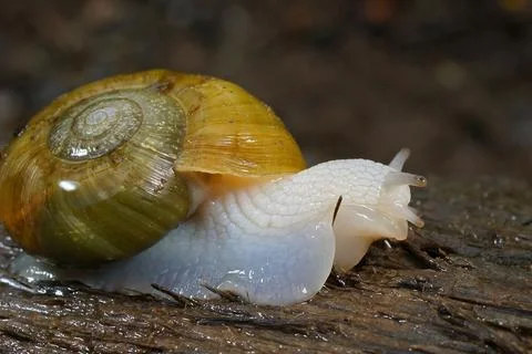 Close up of a Robust Lancetooth Snail, Haplotrema vancouverense Foto stock
