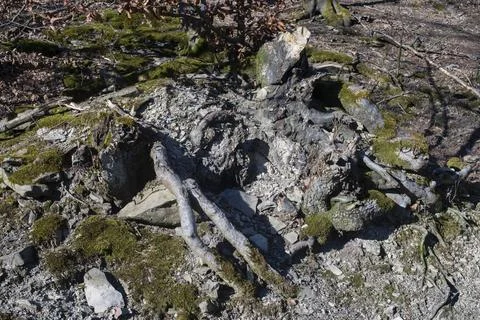 A close up of a rock and tree branches Stock Photos
