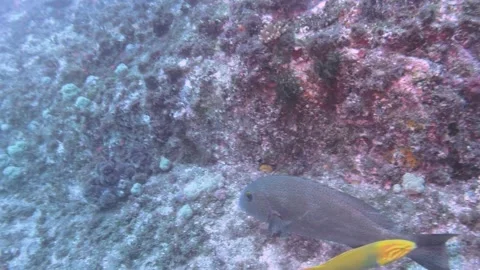 Close Up Rock Cod Video stock 149899147