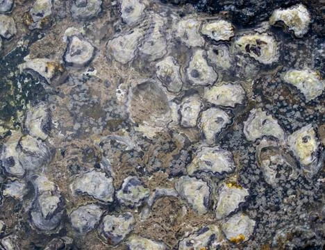 A close up of a rock covered in oyster shells Stock Photos