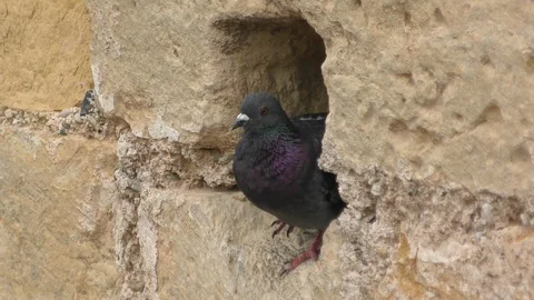 Close rock dove sits in old stone wall crevice looks around Stock Footage 103299548