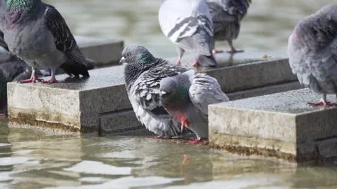 Close Up Rock Doves Bathing at an Urban Fountain Stock Footage 336260585
