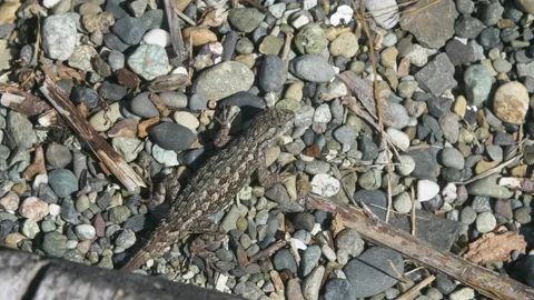 A close up of a rock Stock Footage 155357221