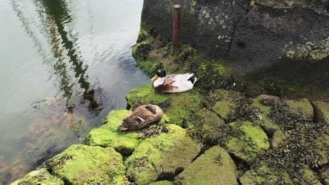 A close up of a rock Video stock 155357478