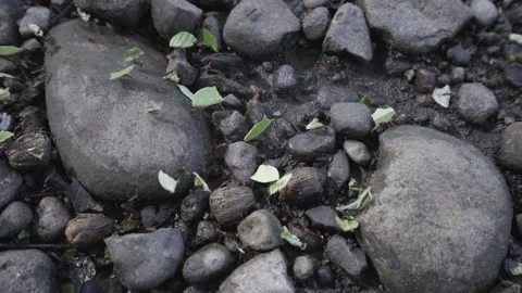 A close up of a rock Stock Footage 155394208