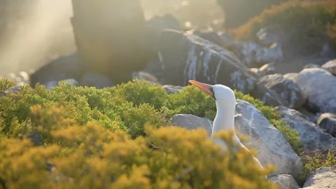 A close up of a rock Video stock 155397227