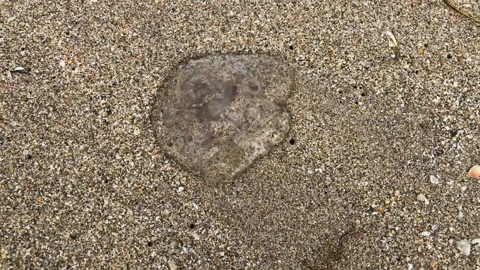 A close up of a rock Stock Footage 155397653