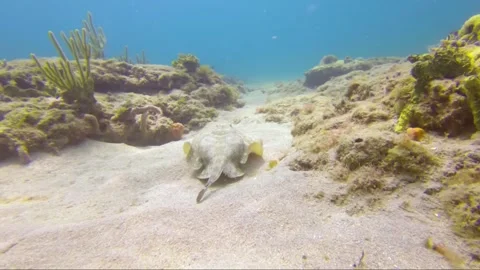 A close up of a rock Video stock 155403934