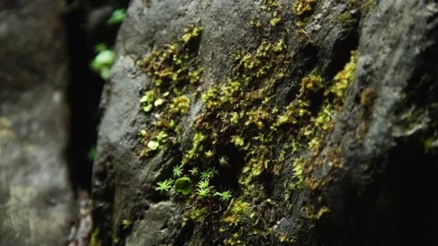 A close up of a rock Video stock 156012132