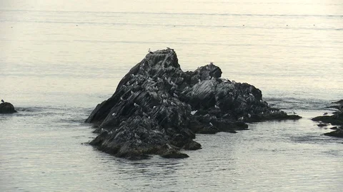Close up of rock formation in sea with waves splashing, Newfoundland, Canada Stock Footage 132397419