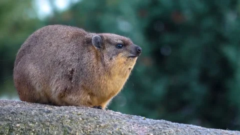 Close up of rock hyrax Video stock 121894218